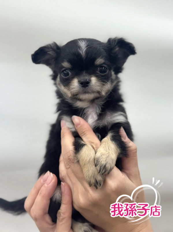 千葉県のチワワ(ロング) (かねだい我孫子店/2025年12月20日生まれ/男の子/ブラックホワイト)の子犬の1枚目の画像