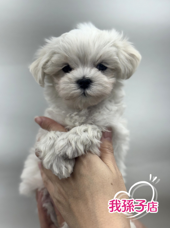 千葉県のマルチーズ (かねだい我孫子店/2025年12月19日生まれ/男の子/ホワイト)の子犬