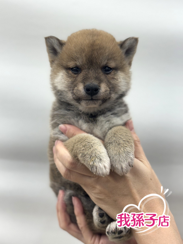 千葉県の豆柴 (かねだい我孫子店/2025年12月19日生まれ/男の子/赤)の子犬の1枚目の画像