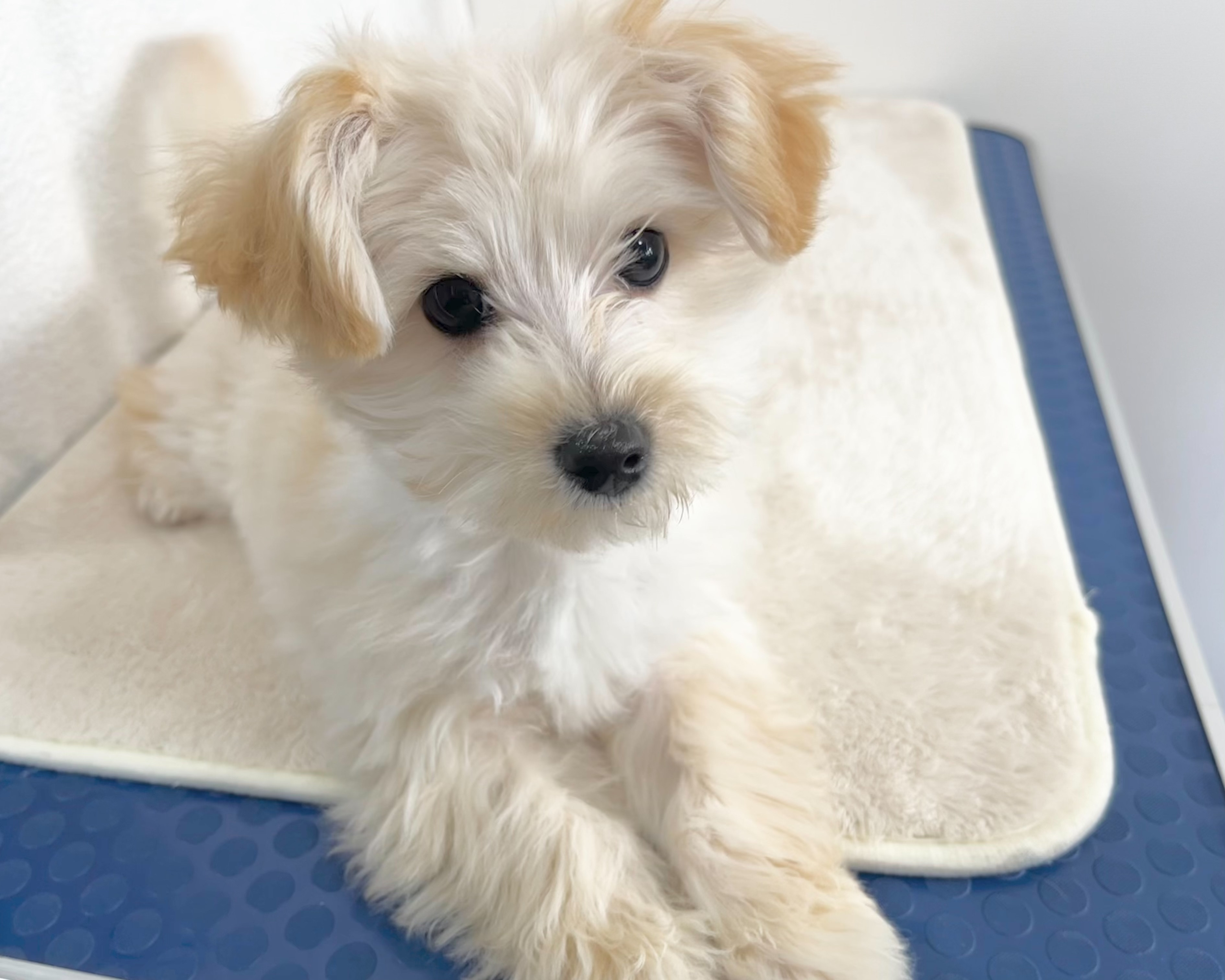 群馬県のマルプー(マルチーズ×プードル) (かねだいペットトライアル桐生/2025年10月14日生まれ/男の子/クリーム)の子犬の1枚目の画像