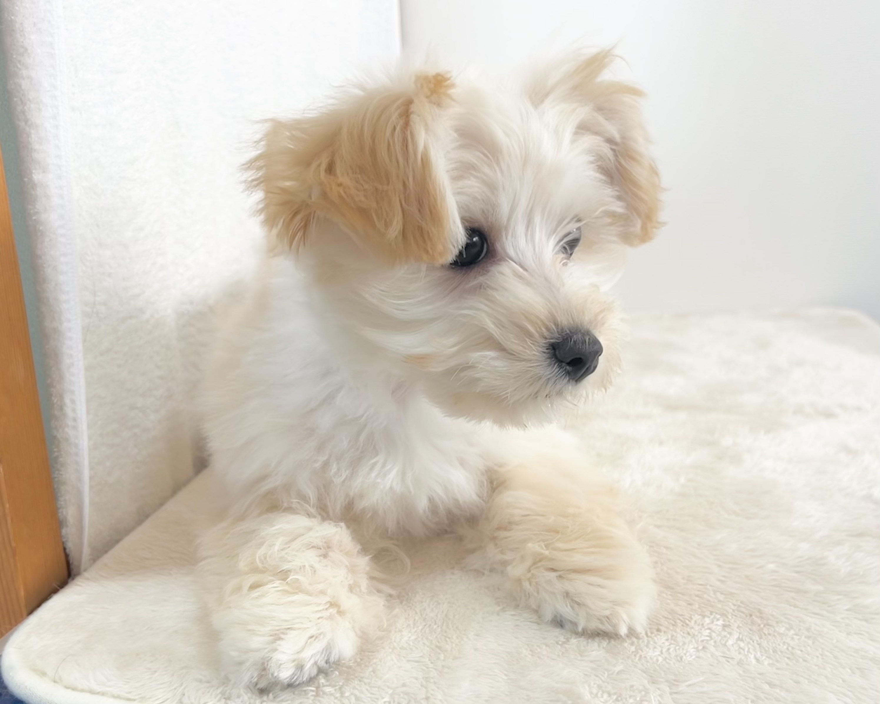 群馬県のマルプー(マルチーズ×プードル) (かねだいペットトライアル桐生/2025年10月14日生まれ/男の子/クリーム)の子犬の2枚目の画像