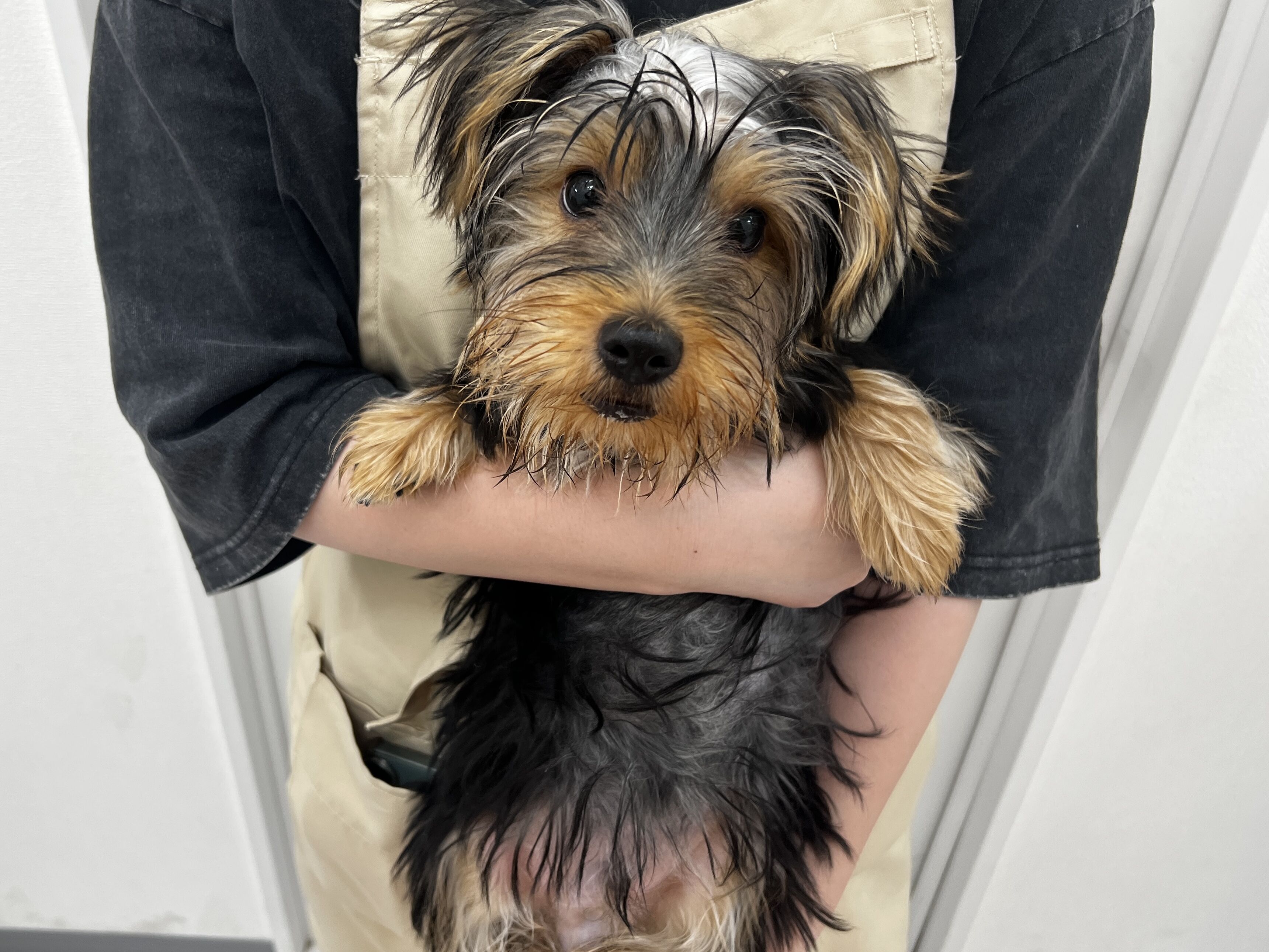 千葉県のヨークシャーテリア (かねだい千葉店/2025年9月20日生まれ/男の子/スチールブルータン)の子犬