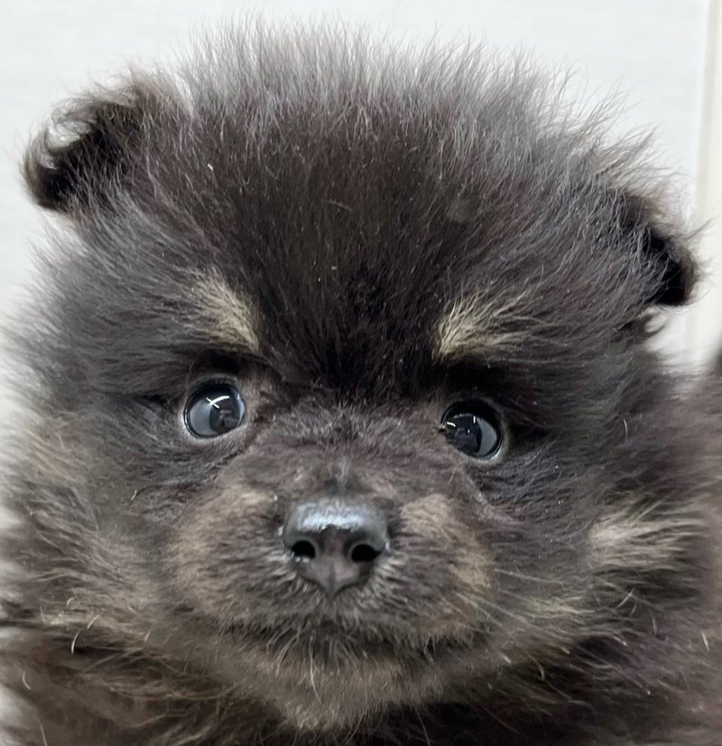 価格の安い☆八千代店・今週入舎のワンちゃん・ネコちゃん☆ / ペット