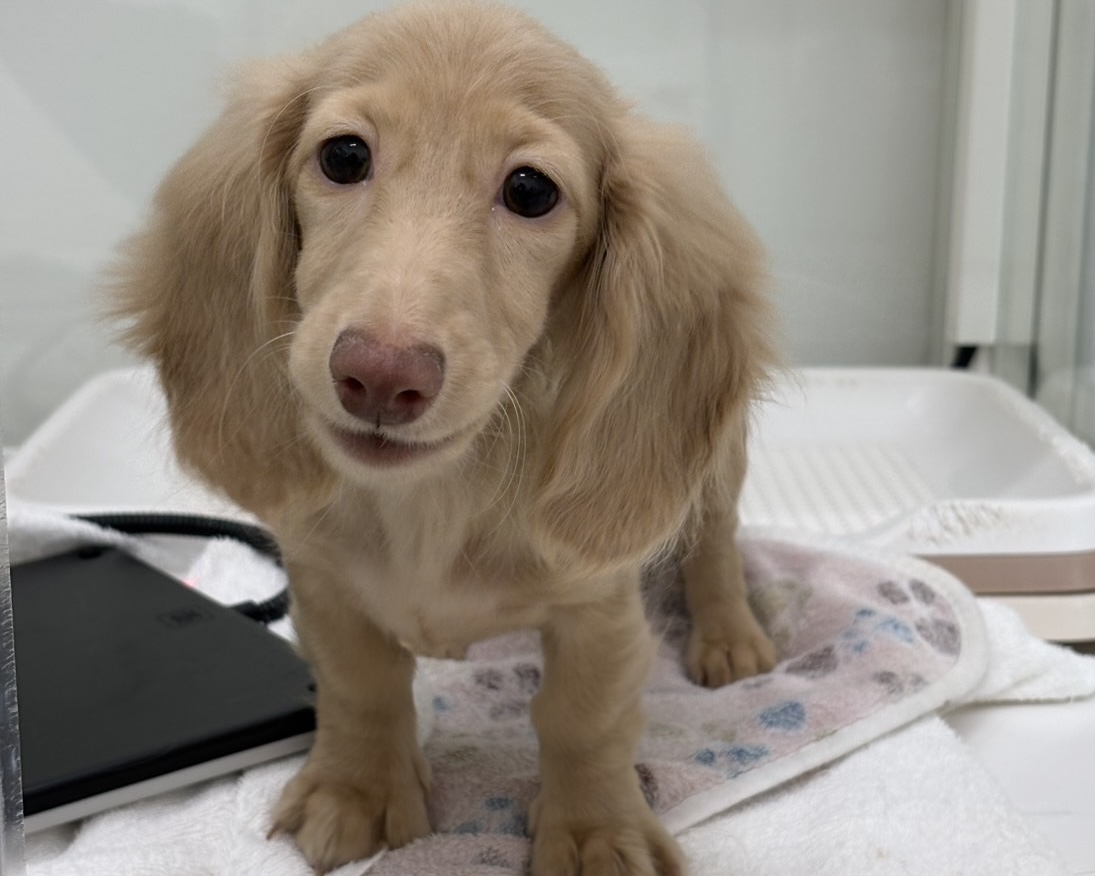 千葉県のミニチュアダックスフンド(ロング) (かねだい千葉店/2025年10月11日生まれ/女の子/クリーム)の子犬の2枚目の画像