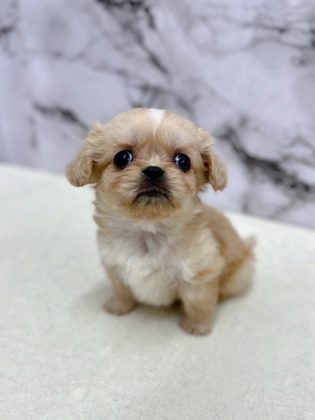 2025年12月26日生まれのハーフ犬・ミックス犬