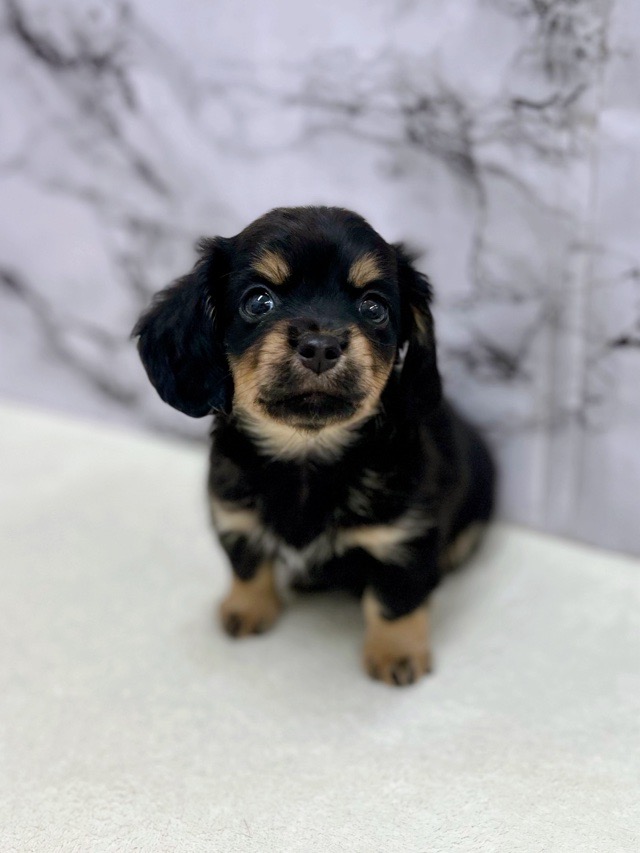 神奈川県のチワックス(チワワ×ダックス) (かねだい東戸塚店/2025年12月27日生まれ/男の子/ブラックタン)の子犬の1枚目の画像