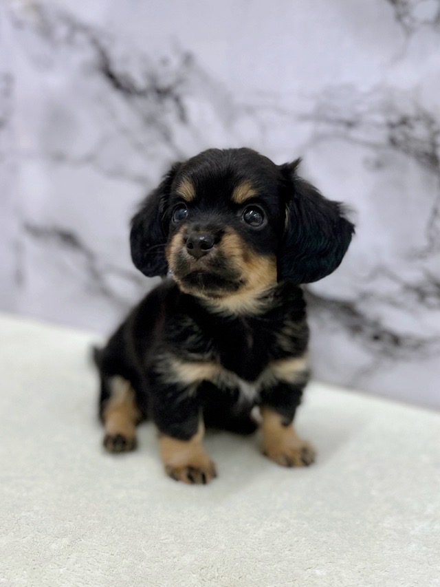 神奈川県のチワックス(チワワ×ダックス) (かねだい東戸塚店/2025年12月27日生まれ/男の子/ブラックタン)の子犬の2枚目の画像