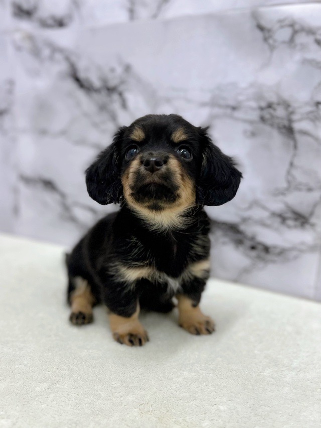 神奈川県のチワックス(チワワ×ダックス) (かねだい東戸塚店/2025年12月27日生まれ/男の子/ブラックタン)の子犬の3枚目の画像