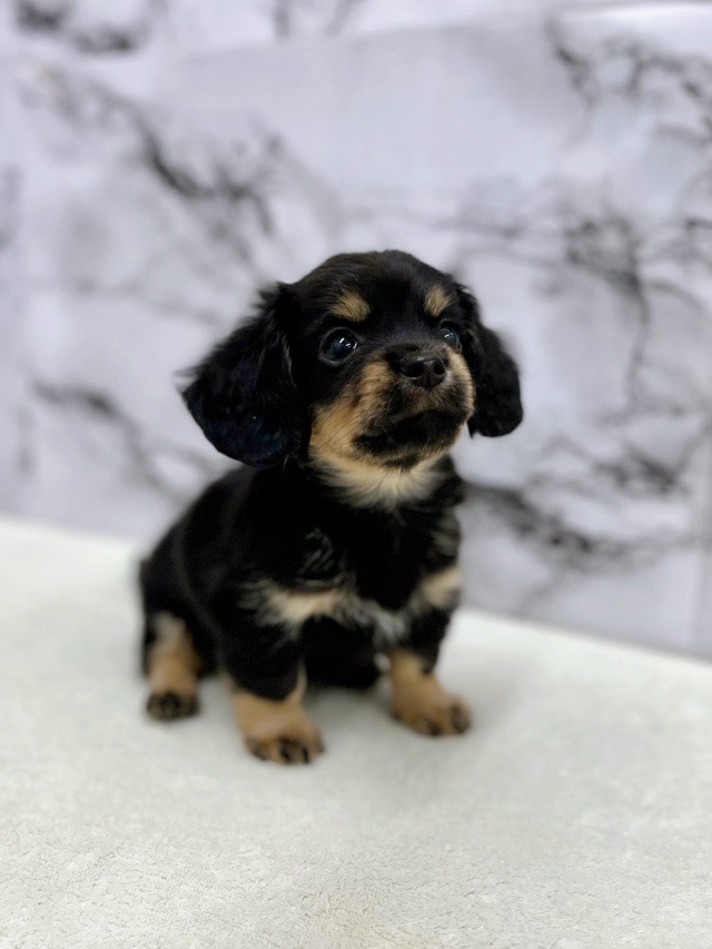 神奈川県のチワックス(チワワ×ダックス) (かねだい東戸塚店/2025年12月27日生まれ/男の子/ブラックタン)の子犬の4枚目の画像