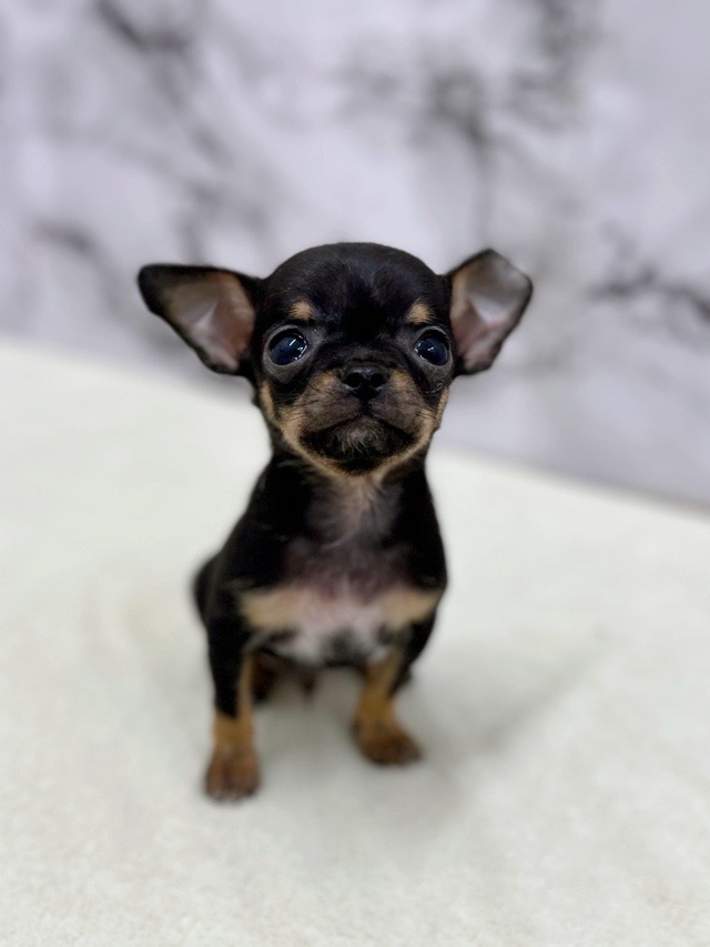 神奈川県のチワワ(スムース) (かねだい東戸塚店/2025年12月20日生まれ/男の子/ブラックタンホワイト)の子犬の1枚目の画像
