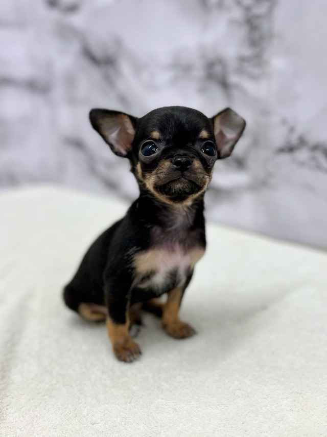 神奈川県のチワワ(スムース) (かねだい東戸塚店/2025年12月20日生まれ/男の子/ブラックタンホワイト)の子犬の2枚目の画像