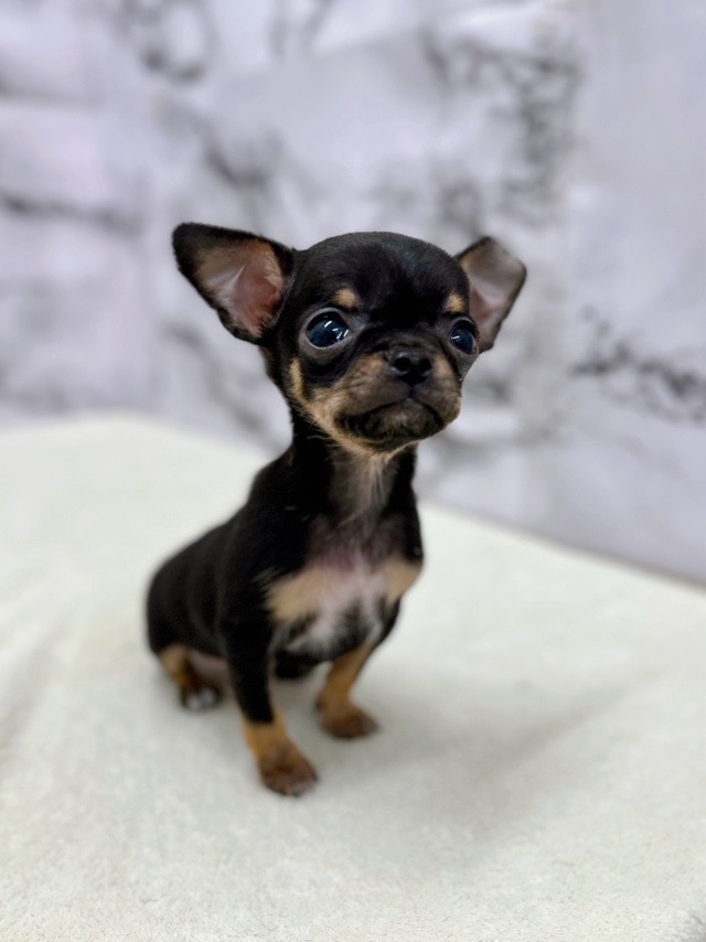 神奈川県のチワワ(スムース) (かねだい東戸塚店/2025年12月20日生まれ/男の子/ブラックタンホワイト)の子犬の3枚目の画像