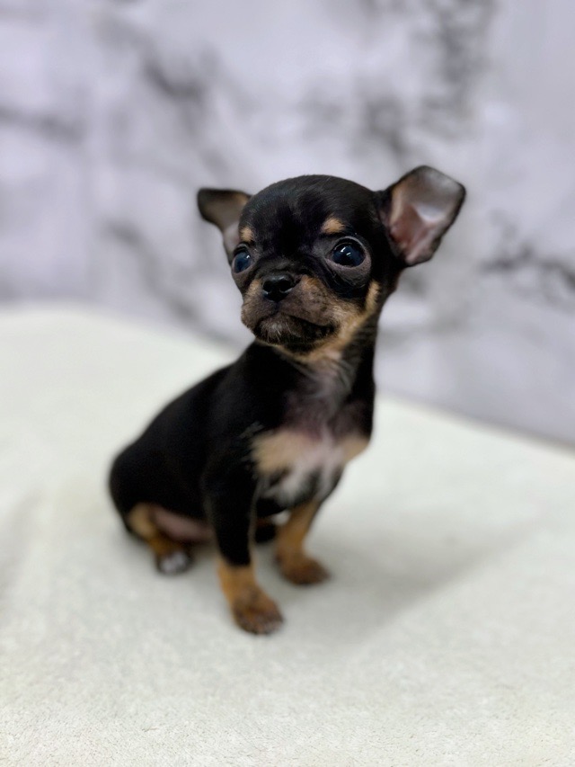 神奈川県のチワワ(スムース) (かねだい東戸塚店/2025年12月20日生まれ/男の子/ブラックタンホワイト)の子犬の4枚目の画像