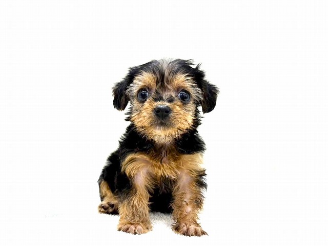 東京都のヨーキープー (かねだい本町田店/2025年12月28日生まれ/女の子/スチールブルータン)の子犬の2枚目の画像