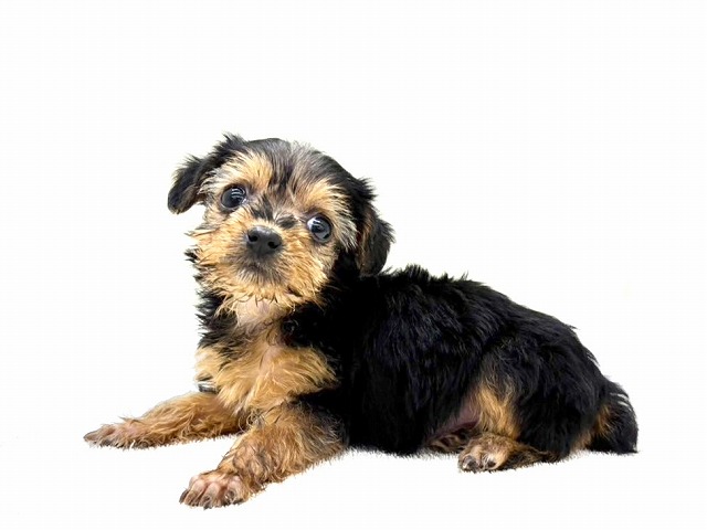 東京都のヨーキープー (かねだい本町田店/2025年12月28日生まれ/女の子/スチールブルータン)の子犬の3枚目の画像