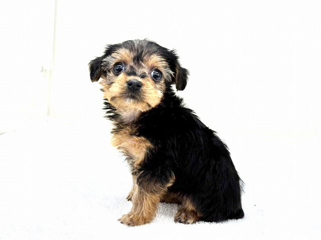 東京都のヨーキープー (かねだい本町田店/2025年12月28日生まれ/女の子/スチールブルータン)の子犬の4枚目の画像