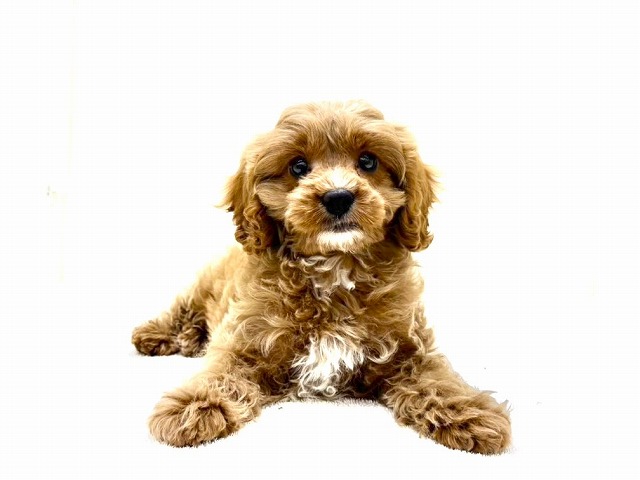 東京都のキャバプー(キャバリア×プードル) (かねだい本町田店/2025年12月19日生まれ/男の子/ルビーホワイト)の子犬の2枚目の画像