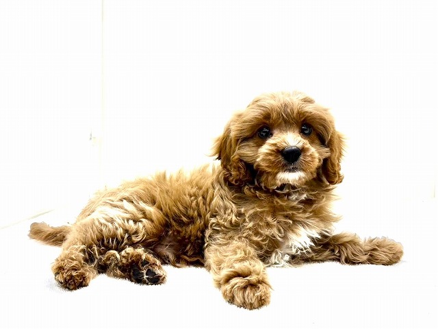 東京都のキャバプー(キャバリア×プードル) (かねだい本町田店/2025年12月19日生まれ/男の子/ルビーホワイト)の子犬の3枚目の画像