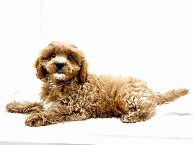 東京都のキャバプー(キャバリア×プードル) (かねだい本町田店/2025年12月19日生まれ/男の子/ルビーホワイト)の子犬の4枚目の画像