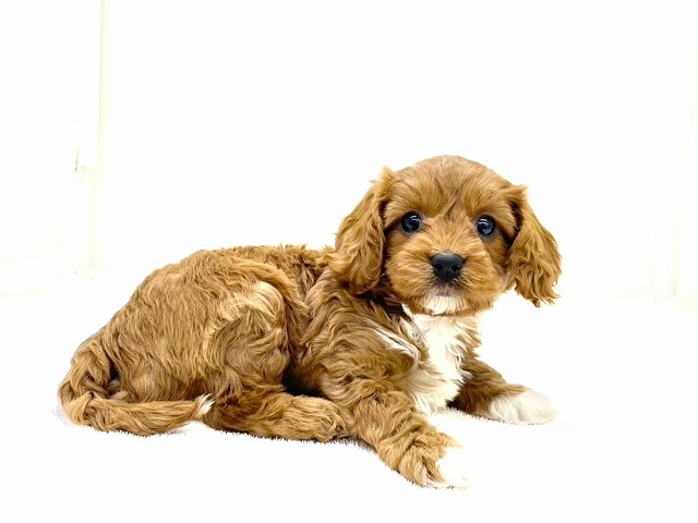 東京都のキャバプー(キャバリア×プードル) (かねだい本町田店/2025年12月27日生まれ/女の子/ルビーホワイト)の子犬の3枚目の画像