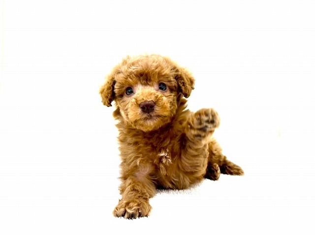 東京都のトイプードル(トイ) (かねだい本町田店/2025年12月27日生まれ/女の子/レッド)の子犬の1枚目の画像