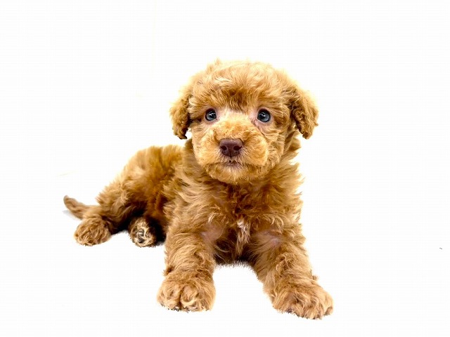東京都のトイプードル(トイ) (かねだい本町田店/2025年12月27日生まれ/女の子/レッド)の子犬の2枚目の画像