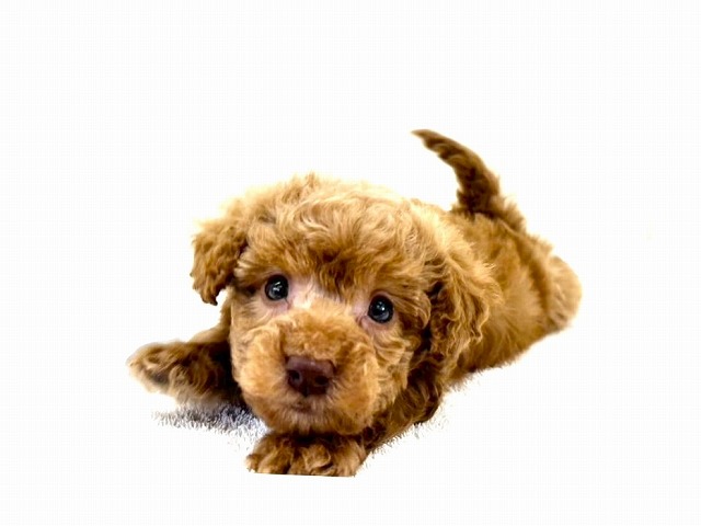 東京都のトイプードル(トイ) (かねだい本町田店/2025年12月27日生まれ/女の子/レッド)の子犬の3枚目の画像