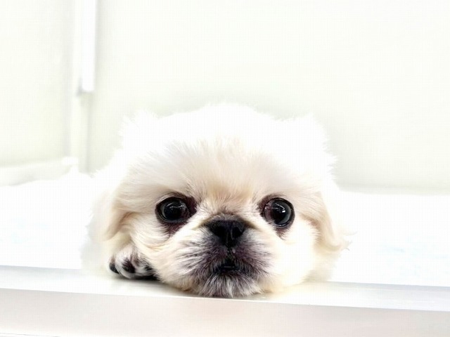 東京都のペキニーズ (かねだい本町田店/2025年12月25日生まれ/男の子/ホワイト)の子犬の1枚目の画像