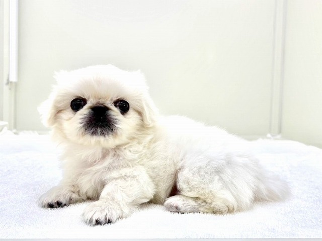 東京都のペキニーズ (かねだい本町田店/2025年12月25日生まれ/男の子/ホワイト)の子犬の2枚目の画像