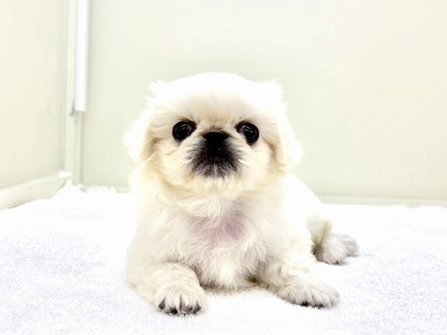 東京都のペキニーズ (かねだい本町田店/2025年12月25日生まれ/男の子/ホワイト)の子犬の3枚目の画像