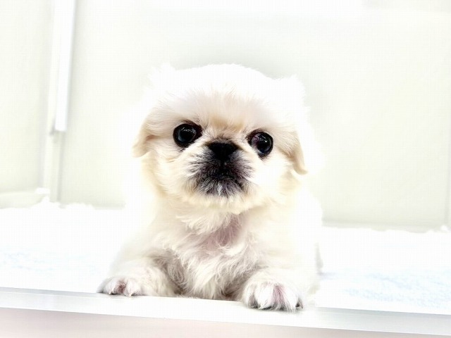 東京都のペキニーズ (かねだい本町田店/2025年12月25日生まれ/男の子/ホワイト)の子犬の4枚目の画像