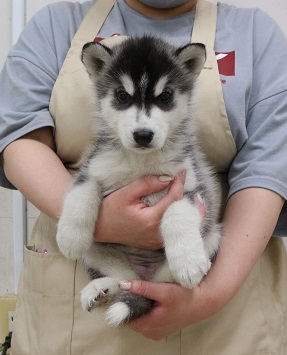 神奈川県のシベリアンハスキー (かねだい伊勢原店/2025年12月27日生まれ/女の子/ブラックホワイト)の子犬