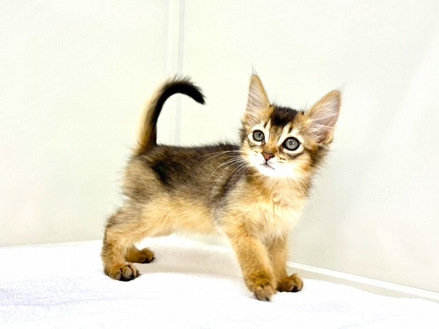 東京都のソマリ (かねだい本町田店/2025年12月27日生まれ/女の子/ルディ)の子猫の2枚目の画像