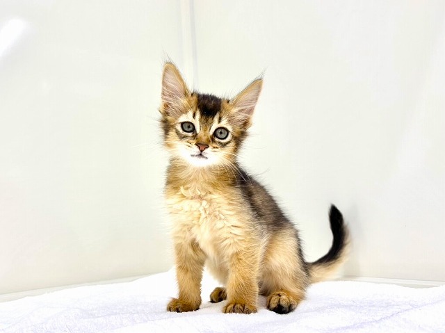 東京都のソマリ (かねだい本町田店/2025年12月27日生まれ/女の子/ルディ)の子猫の3枚目の画像