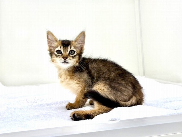 東京都のソマリ (かねだい本町田店/2025年12月27日生まれ/女の子/ルディ)の子猫の4枚目の画像