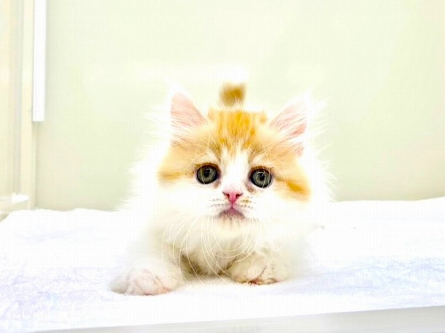 東京都のスコティッシュフォールド (かねだい本町田店/2025年12月27日生まれ/男の子/レッドタビーホワイト)の子猫の3枚目の画像