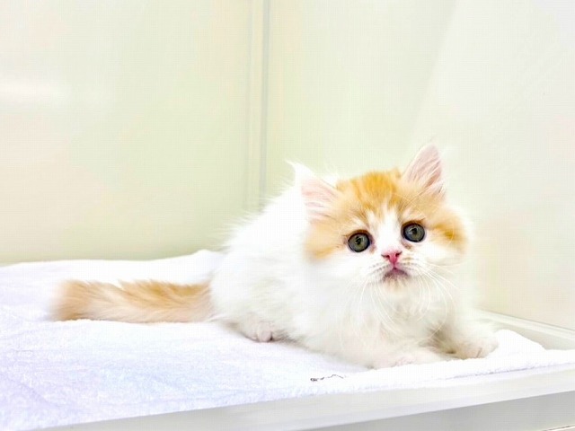 東京都のスコティッシュフォールド (かねだい本町田店/2025年12月27日生まれ/男の子/レッドタビーホワイト)の子猫の4枚目の画像