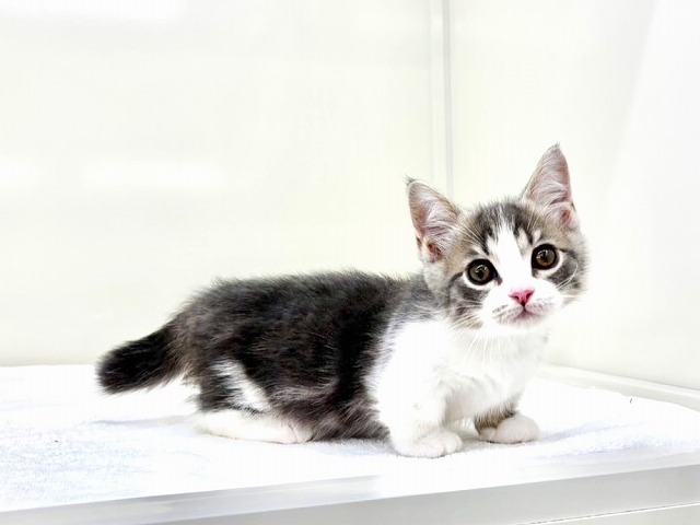 東京都のマンチカン (かねだい本町田店/2025年12月25日生まれ/男の子/ブルータビーホワイト)の子猫の2枚目の画像