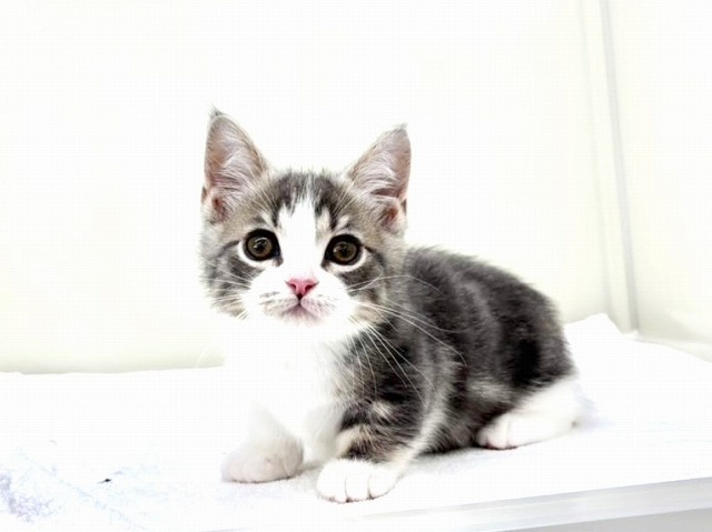 東京都のマンチカン (かねだい本町田店/2025年12月25日生まれ/男の子/ブルータビーホワイト)の子猫の3枚目の画像