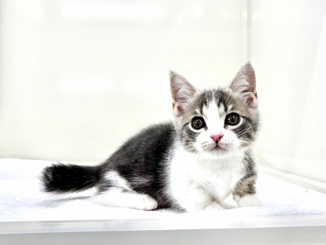 東京都のマンチカン (かねだい本町田店/2025年12月25日生まれ/男の子/ブルータビーホワイト)の子猫の4枚目の画像