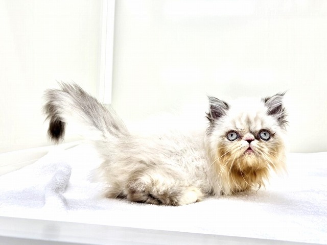 東京都のエキゾチック (かねだい本町田店/2025年12月19日生まれ/男の子/シールポイント)の子猫の2枚目の画像