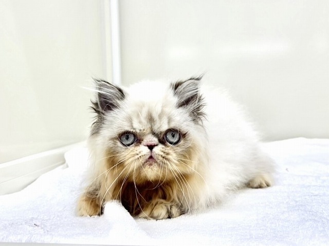 東京都のエキゾチック (かねだい本町田店/2025年12月19日生まれ/男の子/シールポイント)の子猫の3枚目の画像