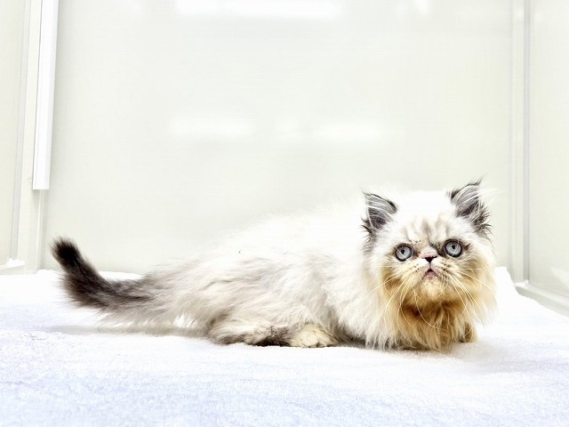 東京都のエキゾチック (かねだい本町田店/2025年12月19日生まれ/男の子/シールポイント)の子猫の4枚目の画像