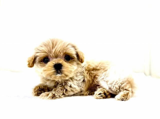 東京都のマルプー(マルチーズ×プードル) (かねだい本町田店/2025年12月27日生まれ/女の子/クリームホワイト)の子犬の1枚目の画像