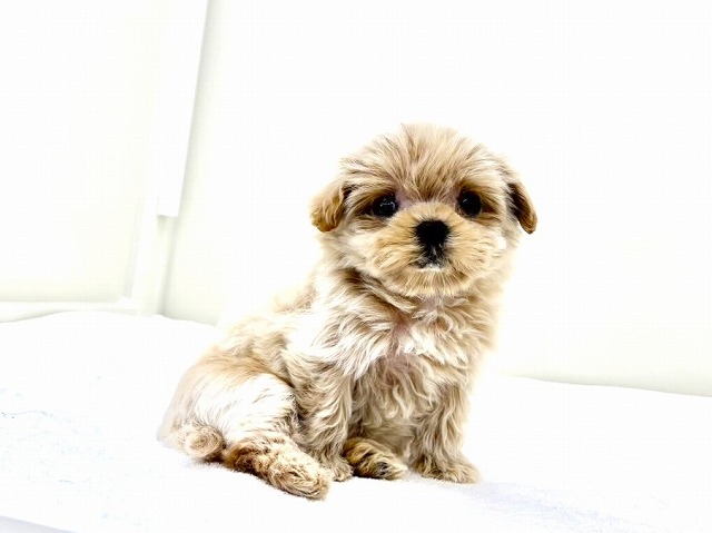 東京都のマルプー(マルチーズ×プードル) (かねだい本町田店/2025年12月27日生まれ/女の子/クリームホワイト)の子犬の2枚目の画像