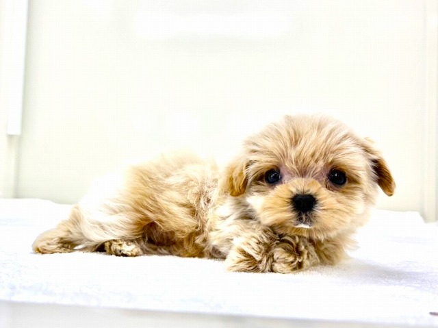 東京都のマルプー(マルチーズ×プードル) (かねだい本町田店/2025年12月27日生まれ/女の子/クリームホワイト)の子犬の3枚目の画像