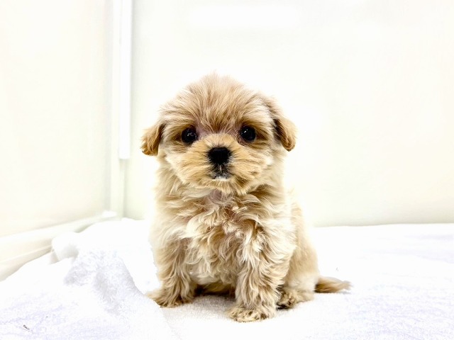 東京都のマルプー(マルチーズ×プードル) (かねだい本町田店/2025年12月27日生まれ/女の子/クリームホワイト)の子犬の4枚目の画像