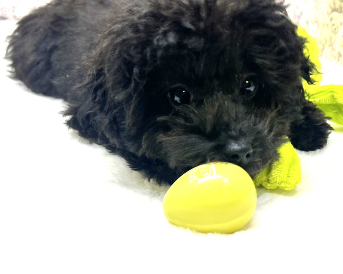 茨城県のトイプードル(トイ) (かねだいペットトライアル利根川/2025年10月15日生まれ/女の子/ブラック)の子犬の1枚目の画像