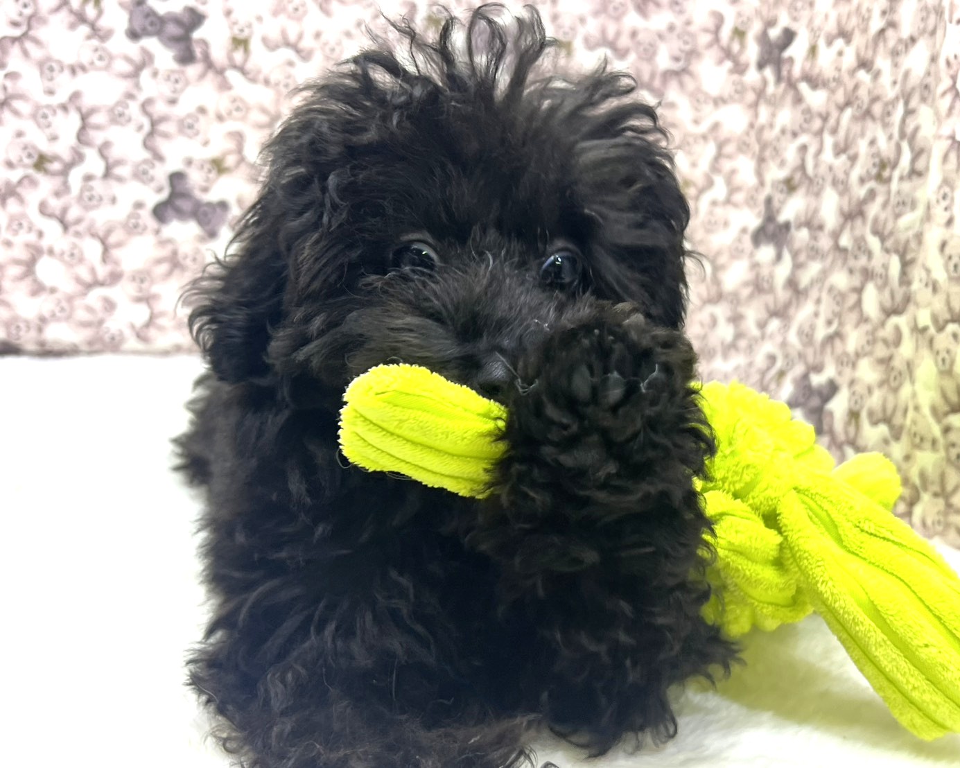 茨城県のトイプードル(トイ) (かねだいペットトライアル利根川/2025年10月15日生まれ/女の子/ブラック)の子犬の2枚目の画像