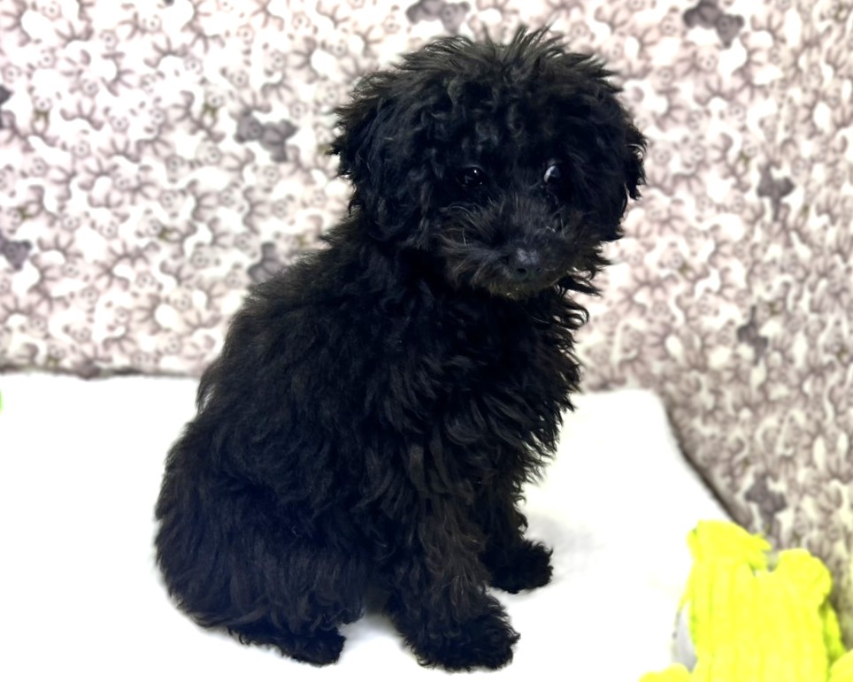 茨城県のトイプードル(トイ) (かねだいペットトライアル利根川/2025年10月15日生まれ/女の子/ブラック)の子犬の3枚目の画像